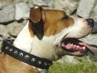 Exklusives Amstaff Halsband aus Leder mit Kreisen mit Punkten