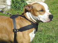 /images/amstaff-leder-hunde-geschirr-de.jpg