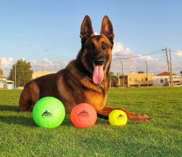 Neue Hundesport Artikeln von FDT 