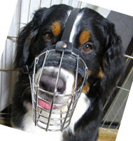 Wire Dog Muzzle for Bernese Mountain Dog, Something Super!