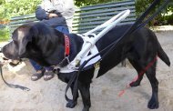 Buy dog harness for Labrador guide dog 