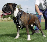 /images/boxer-working-leather-dog-harness-training.jpg