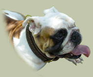 Dressur Hundehalsband aus leder C45, Englische Bulldogge Dressur Hundehalsband aus leder C45, Englische Bulldogge