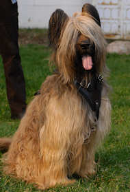 Hetz- Hundegeschirr aus Leder für Briard, Bestes Angebot!