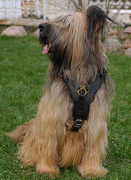 Bestseller Briard Edles Hundegeschirr aus Leder, Bestes Angebot