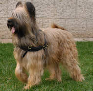 Briard Such-Hundegeschirr aus Leder