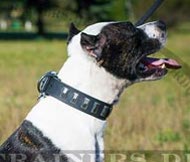 American Pitbull Studded Collar With Plates