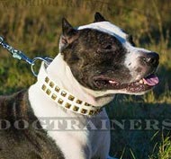 Halsband aus weißem Leder für Pitbull Terrier Halsband aus weißem Leder für Pitbull Terrier