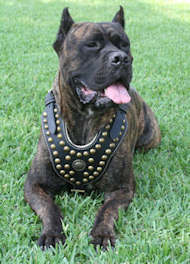 /images/cane-corso-edles-Hundegeschirr-Leder.jpg