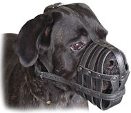 /images/cane-corso-leather-dog-muzzle-training-dogmastiff.jpg