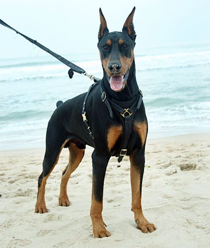 Such- / Lauf-Hundegeschirr aus Leder für Doberman