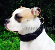 Bulldogge Halsband kaufen