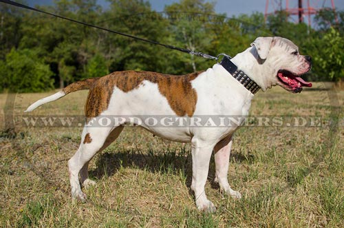 Breites Lederhalsband für
Amerikanische Bulldogge