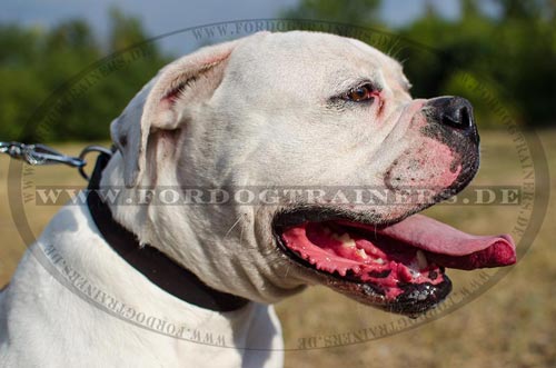 Hundehalsband für
Amerikanische Bulldogge aus Leder