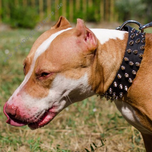 Amerikanischer Pitbull Halsband Designer