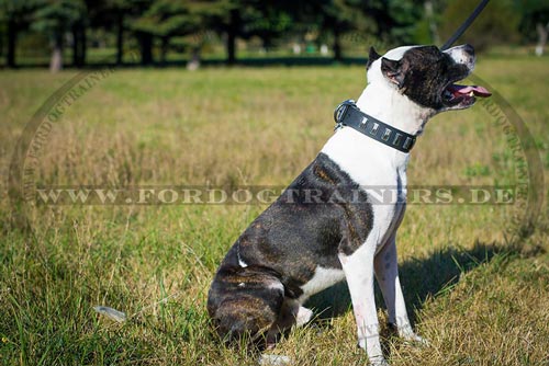 Amerikanischer Pitbull im Leder Halsband