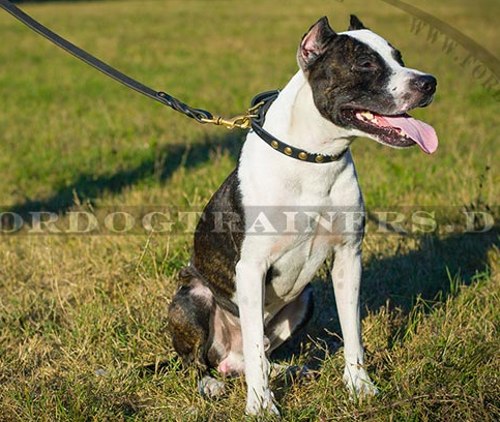 Schmales Nieten Halsband für
Amerikanischen Pitbull Terrier