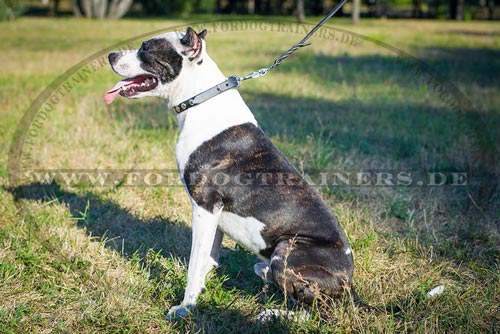Schmales Nieten Halsband für Amerikanischen Pitbull Terrier