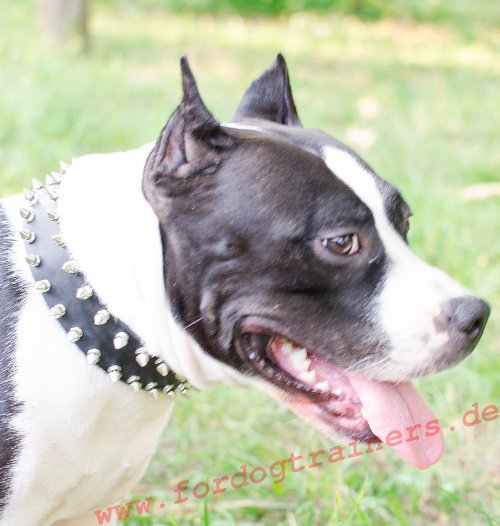 Einzigartiges Halsband Amstaff