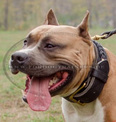 Braided leather Dog Collar for Amstaff