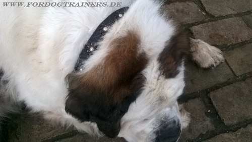 St. Bernhardshund Hundehalsband mit
Blumen