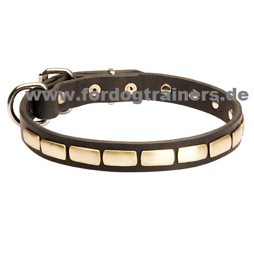 Bestes Halsband für Malinois