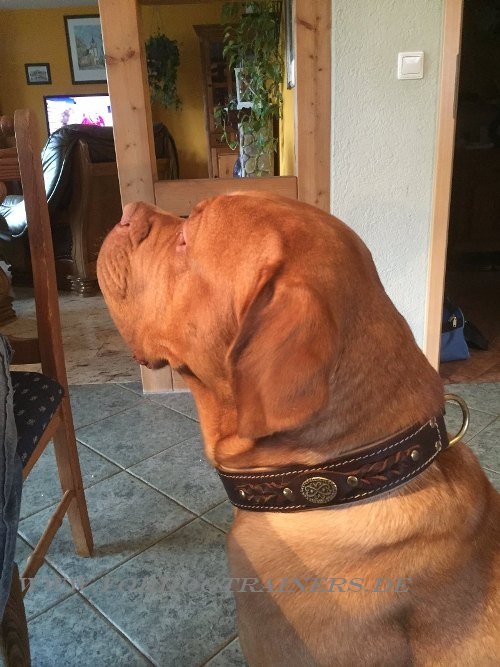 Leder Halsband für Bordeuxdogge Trainings