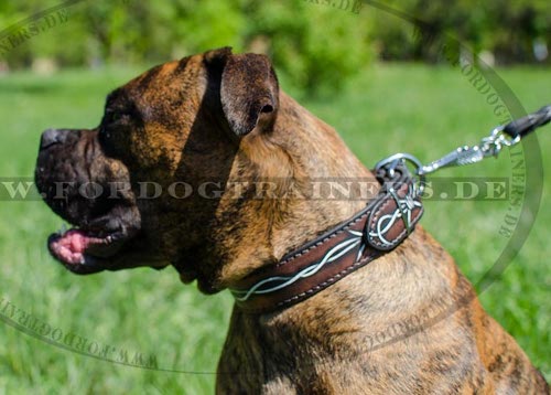 Wide leather collar for Boxer dog