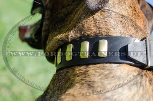 Boxer Nieten Halsband mit Platten