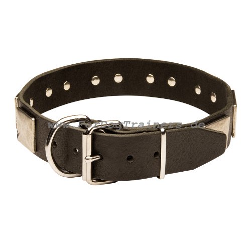 Studded collar for Pit Bull