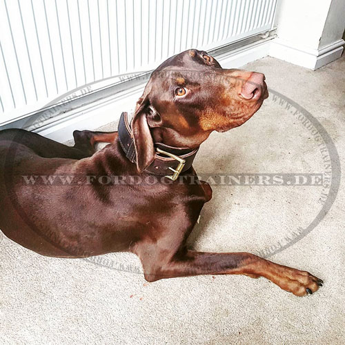 Dobermann breites Halsband aus Leder