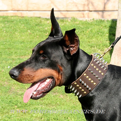 Dobermann Hundehalsband aus Leder mit den Nieten kaufen