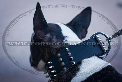 Bullterrier Hundehalsband aus Leder mit den Nieten
kaufen