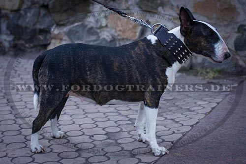 Bull Terrier leather dog collar