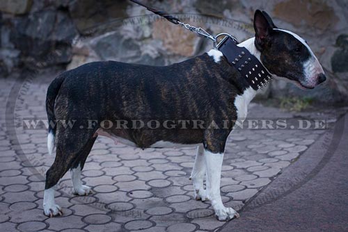 Bullterrier Niten Halsband kaufen