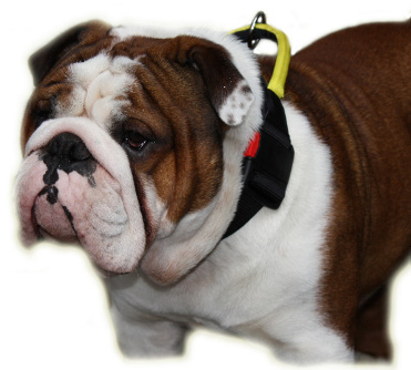 Adjustable nylon dog collar for English Bulldog