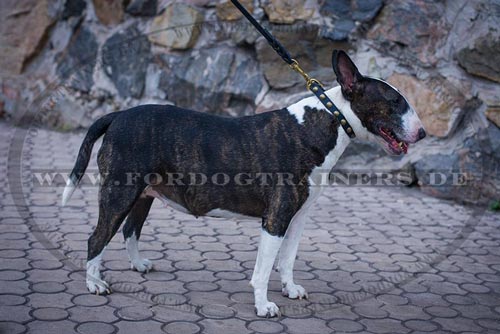 Schmales Nieten Halsband für Bullterrier