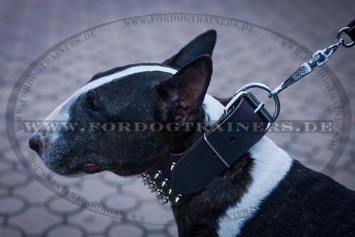 Nieten Halsband mit Nickelspikes für
Bullterrier