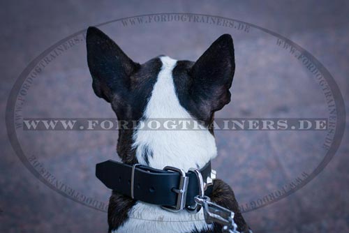 Leder Hundehalsband für Bullterrier