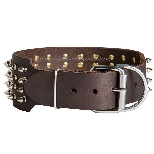 Bull Terrier studded collar made of leather