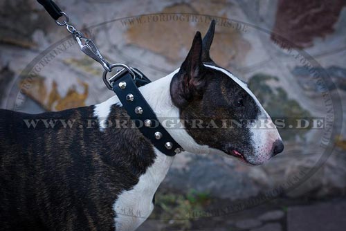 Stabiles Nieten Halsband für Bullterrier