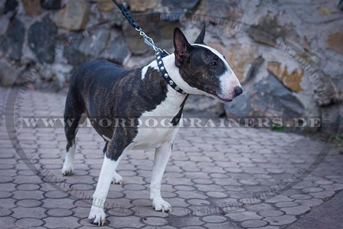 Schmales Nieten Halsband für Bullterrier