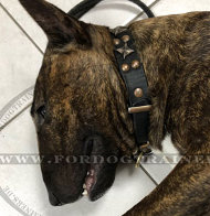 Designer Lederhalsband mit Altbronze Nieten für Bullterrier