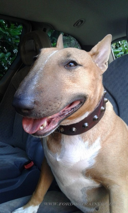 Bullterrier Hunde Halsband online