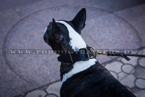 Grosser Deutscher
Bullterrier Halsband kaufen