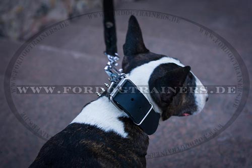 Nieten Halsband für Bullterrier kaufen