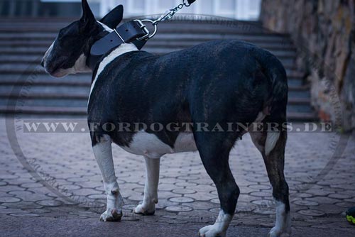 Hundehalsband für Bullterrier aus
Leder