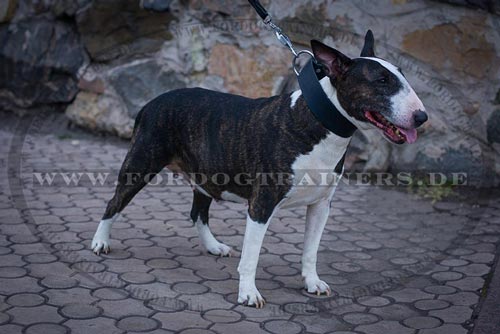 Großes Bullterrier Halsband aus Leder