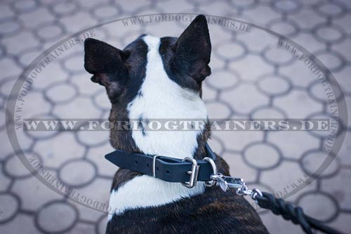 Hundehalsband für Bullterrier aus
Leder