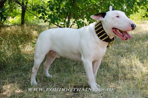 Bullterrier Niten Halsband aus Leder kaufen